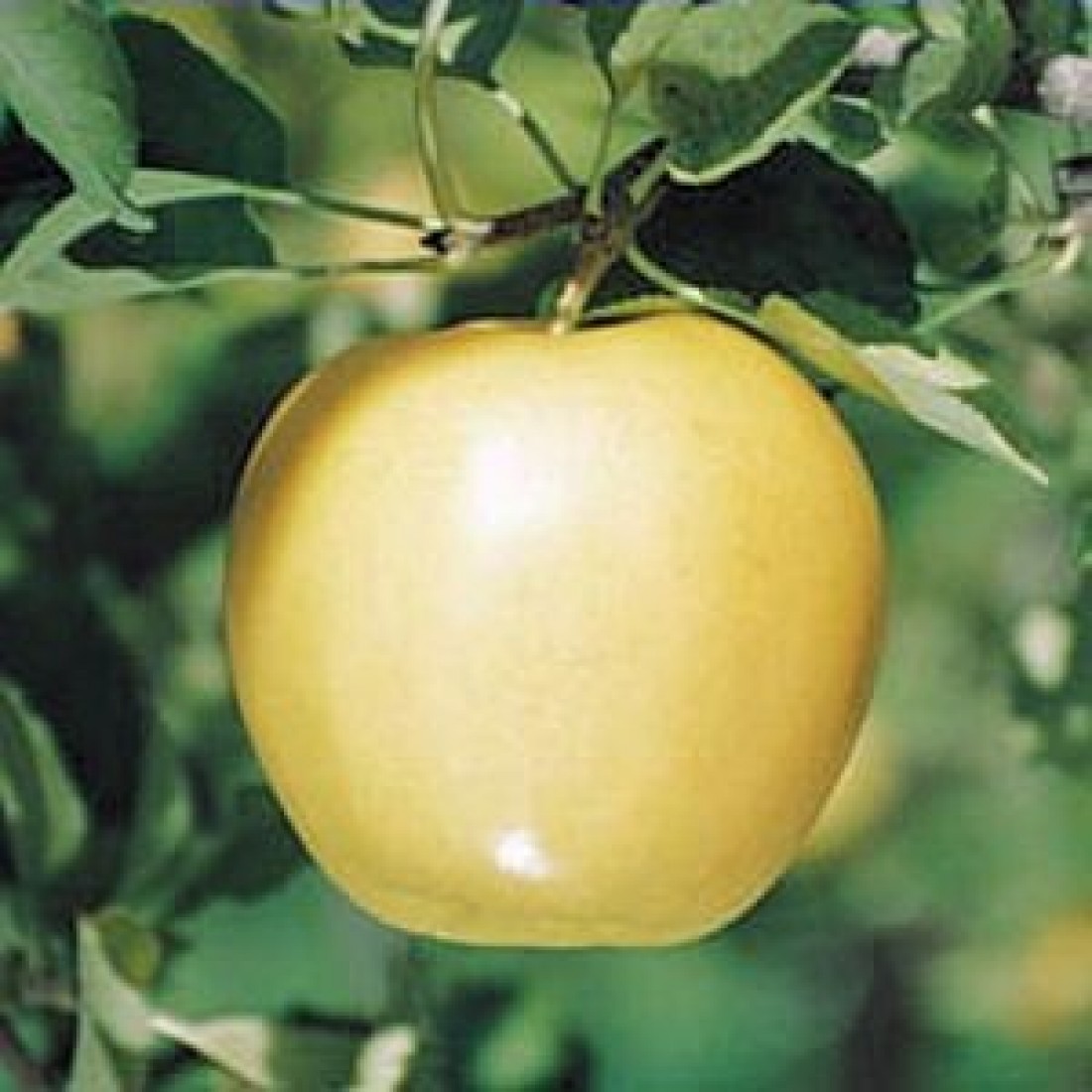 عرضه مستقیم سیب زرد صادراتی + فروش نقدی